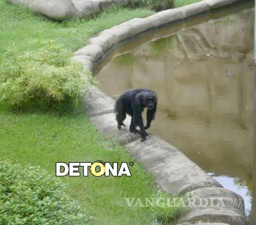 $!La chimpancé solitaria desde hace 40 años en La Pastora.