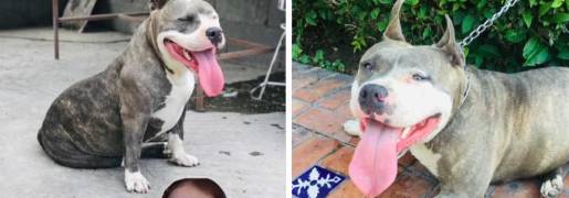 A pesar de su imponente apariencia, “Gorda” es un animal noble y amigable, lo que preocupa a su dueña sobre su posible paradero.