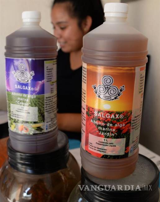 $!Jóvenes mexicanos transforman plaga de sargazo en productos ecoamigables