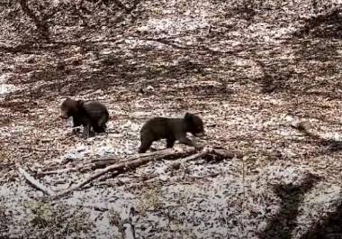 Los oseznos captados por las cámaras de monitoreo muestran cómo la sierra de Zapalinamé sigue siendo un refugio vital para la fauna de Coahuila.