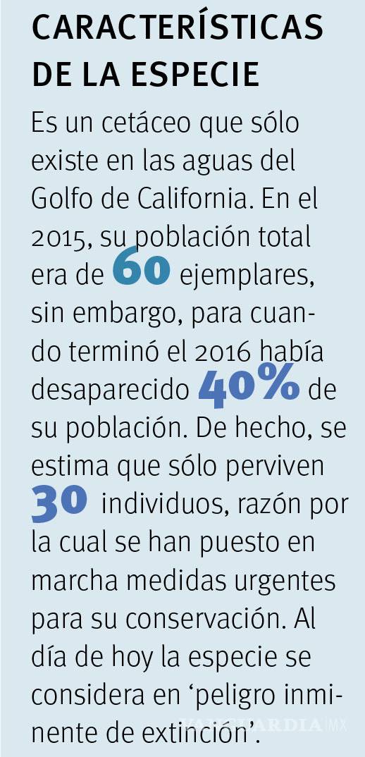 $!¿Adiós a la vaquita marina?