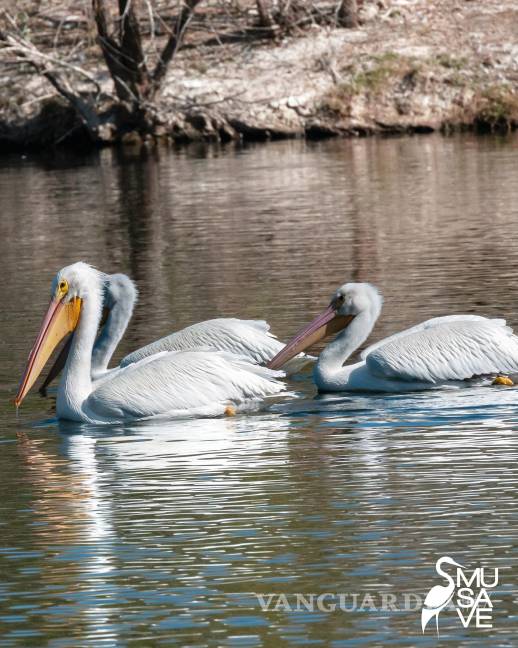 $!La presencia de pelícanos blancos refuerza la importancia del cuidado ciudadano para mantener este espacio como santuario de vida silvestre.