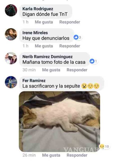 $!Jóvenes del Tec Saltillo se solidarizan con pequeña gatita maltratada