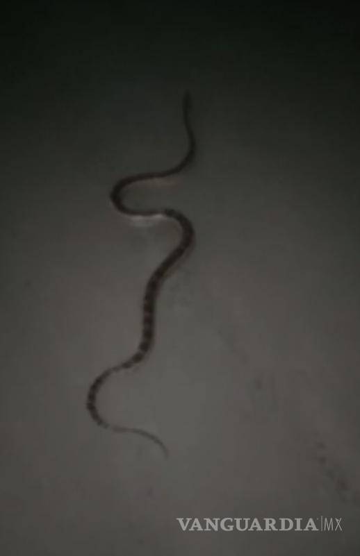 $!Obreros se han topado con serpientes en algunas áreas, lo que representa un peligro.