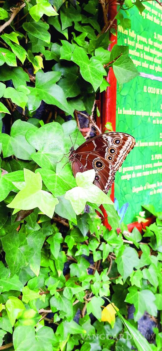 $!Mariposa Morpho Azul.
