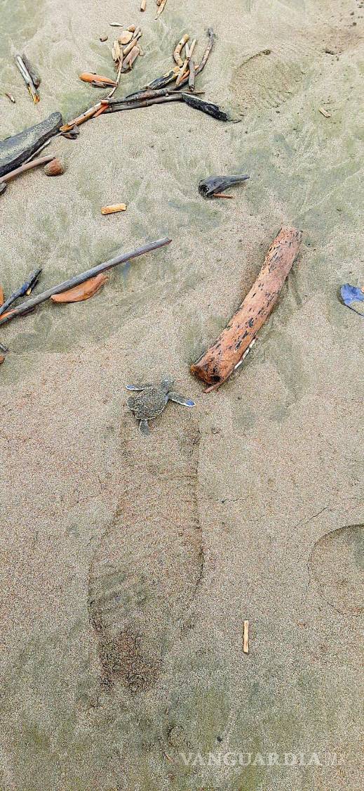 $!Tortuga verde en su camino hacia el mar.