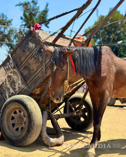 $!Carro de tracción animal utilizado por “carretoneros”, quienes operan sin regulación adecuada.