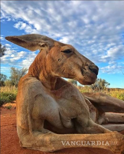 $!Murió 'Roger', el canguro más fuerte y famoso de Australia