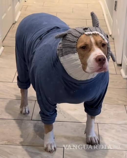 $!Mantener a las mascotas abrigadas y en lugares seguros reduce riesgos a su salud en invierno.