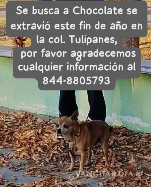 $!Algunos de los animales fueron localizados aún con collar o correa, lo que evidencia que huyeron de sus hogares debido al miedo generado por el ruido de los fuegos artificiales.