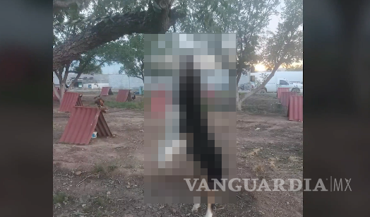 $!“Jasper”, un border collie, murió tras un acto de violencia denunciado ante la Procuraduría Ambiental.