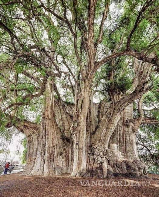 $!El árbol de Tule, en Oaxaca, ahuehuete con más de 2,000 años que registra el récord mundial de anchura: 14 metros. Cualquier cosita más que los que plantarán frente al palacio de gobierno del “nuevo” NL, por decreto, defecto y mandato del Tal Samuel.