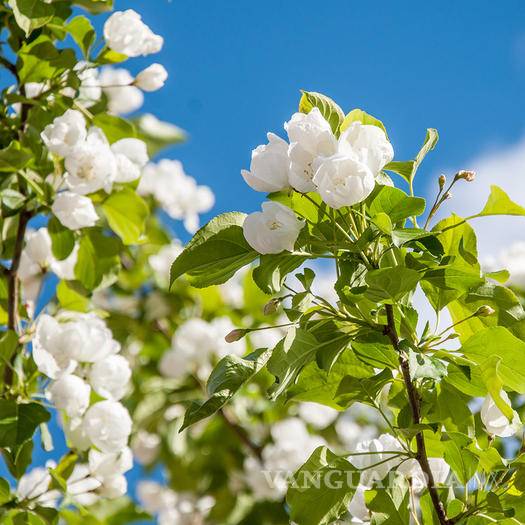 $!Cinco beneficios de la aromaterapia que cambiarán tu vida