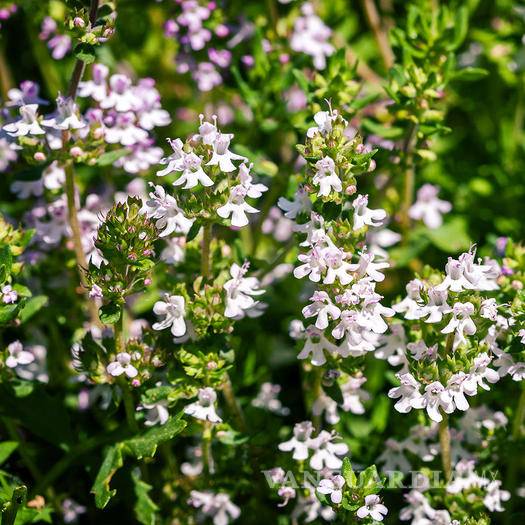 $!Cinco beneficios de la aromaterapia que cambiarán tu vida