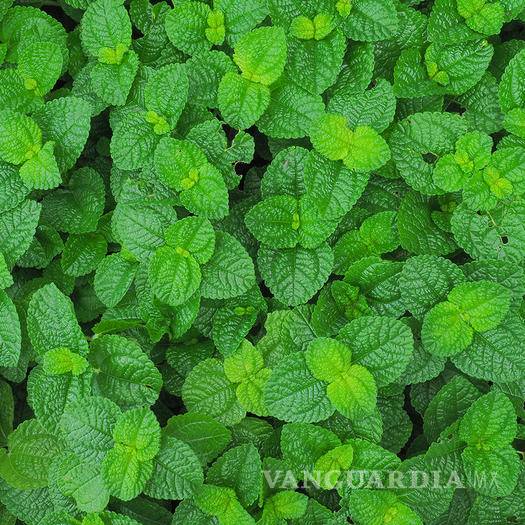 $!Cinco beneficios de la aromaterapia que cambiarán tu vida