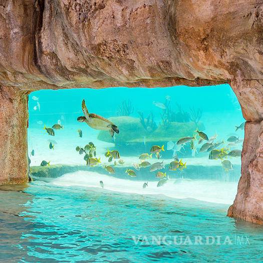 $!Las piscinas más increíbles donde no podrás evitar zambullirte