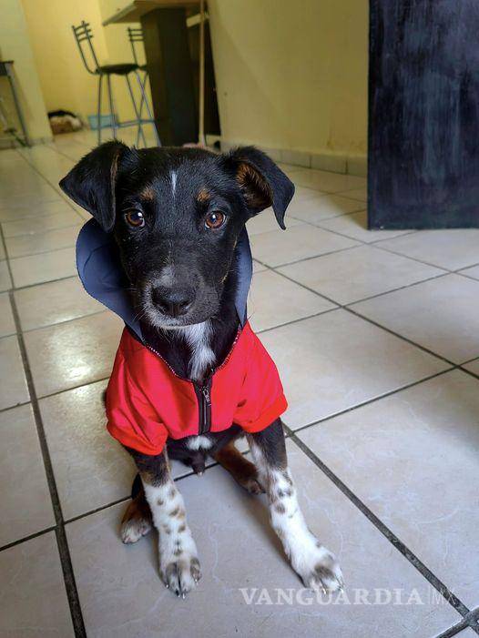 $!Calcetitas se lleva maravillosamente bien con otros perritos, destacando su naturaleza amigable y adaptable.