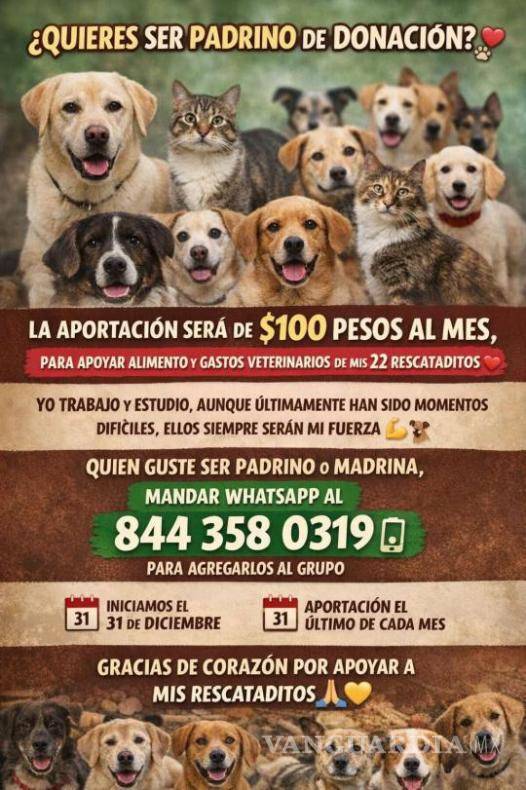 $!El colectivo Vane y Lane Rescatan lanzó una convocatoria para encontrar padrinos y madrinas que contribuyan al alimento y atención veterinaria de 21 animales rescatados.