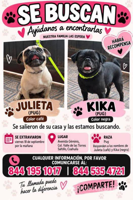 $!¡Tú puedes ayudar a encontrarlas! Buscan a Julieta y Kika, dos perritas pug que desaparecieron en Saltillo