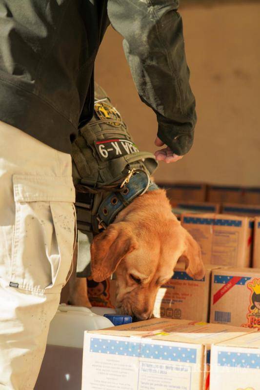 $!El binomio canino “Olivia” identifica paquetes con estupefacientes en las instalaciones de paquetería.
