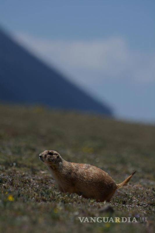 $!Para financiar las actividades de investigación y difusión, el Colegio de Biólogos realiza una rifa de obras de arte con el objetivo de recaudar recursos para la protección de la fauna local.