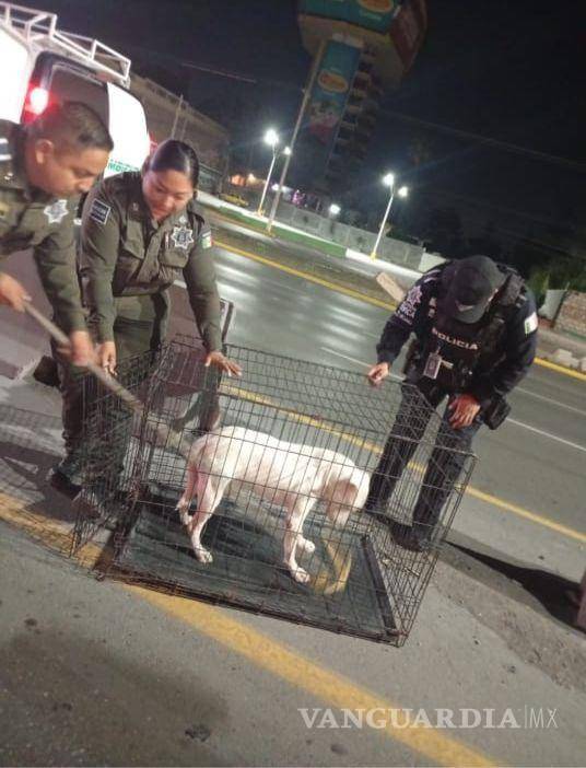 $!Con apoyo de Policía Ambiental, el perro fue trasladado a un lugar seguro.