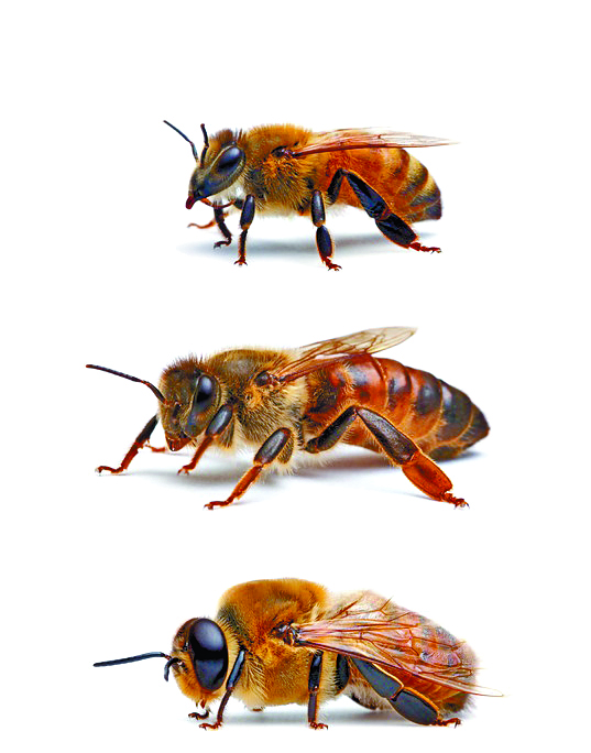 $!Cuidar a las abejas es obligación de todos