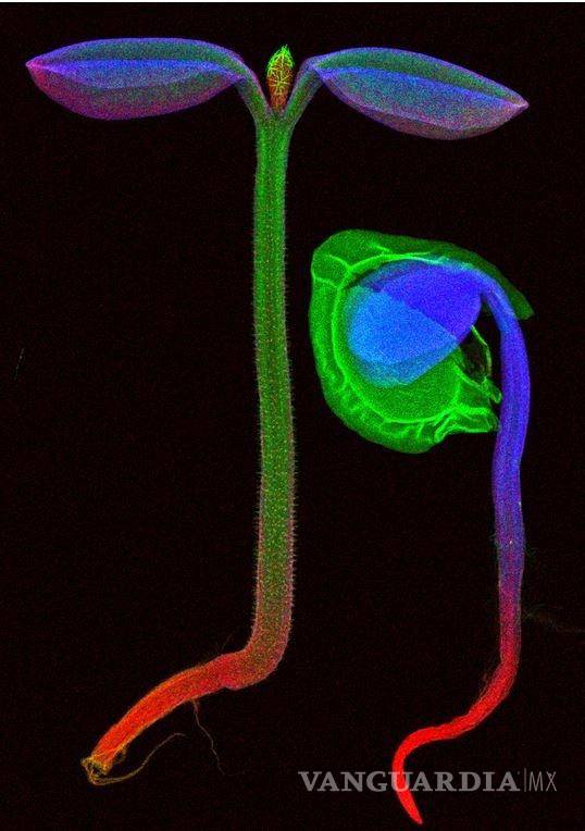 $!Imagen de microscopía de fluorescencia de rayos X de plántulas de Alyssum murale. Los colores denotan diferentes elementos: el rojo muestra potasio, calcio verde y níquel azul. EFE/University of Queensland