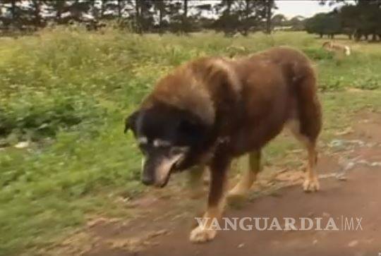 $!El perro más viejo del mundo muere a sus 30 años