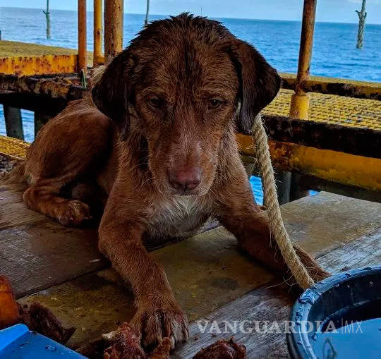 $!Un perro fue rescatado en una plataforma petrolera, a 220 kilómetros de la costa