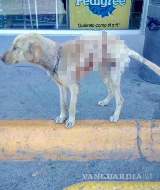 $!Ofrecen recompensa de mil dólares por los responsables de quemar a un perro de Monclova