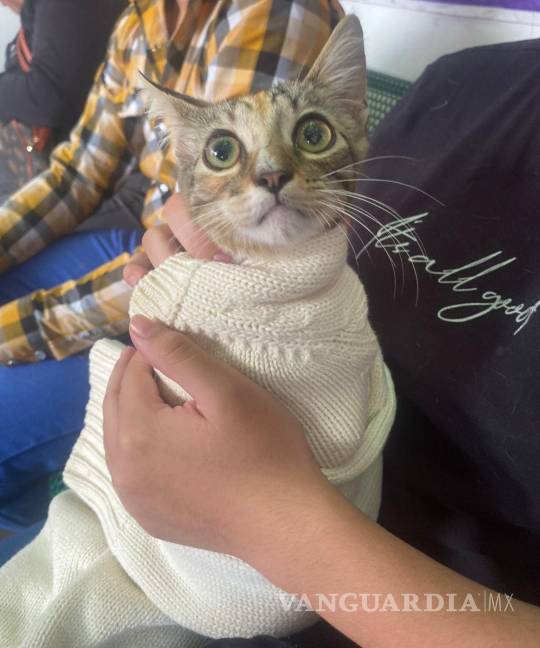 $!Autoridades municipales reafirmaron su compromiso con el bienestar animal y la tenencia responsable.