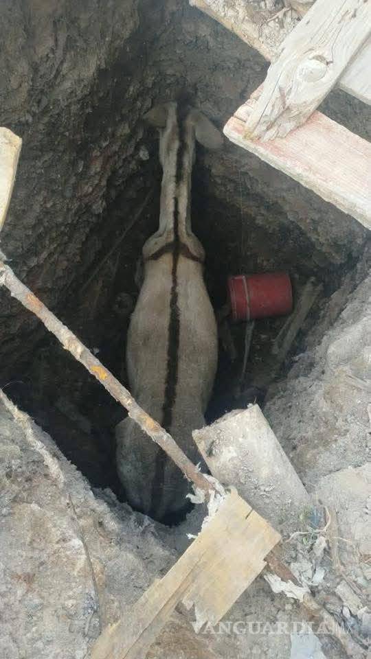 $!Tras varios minutos de trabajo coordinado entre autoridades y comunidad, el burrito fue rescatado con éxito y se confirmó que no presentaba lesiones de gravedad tras una revisión preliminar en el sitio.