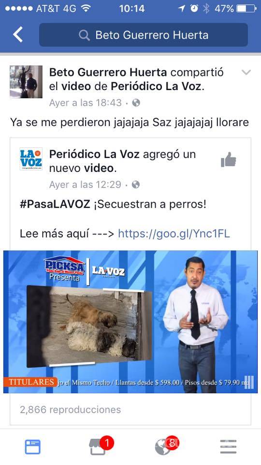 $!Familia se deshace de los perros Shih Tzu que tenían "secuestrados" en Frontera