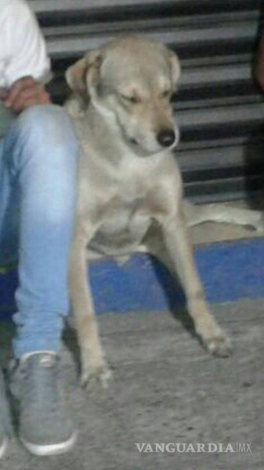 $!Caen 3 jóvenes y su mascota por robo; perro sorprende con cara de arrepentimiento