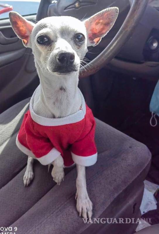 $!La recomendación de los grupos animalistas de redes sociales para los automovilistas es conducir con precaución, ya que algunas mascotas andan vagando desorientadas.