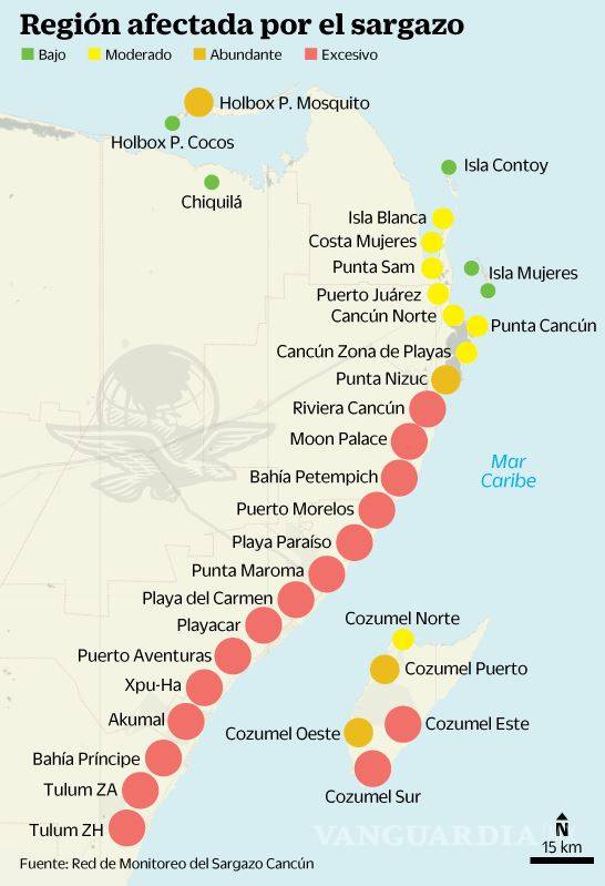 $!Regresa la pesadilla para los hoteleros del Caribe mexicano... vuelve sargazo a playas