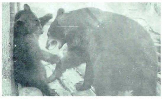 $!Los osos se encontraban en la Alameda bajo condiciones desfavorables.