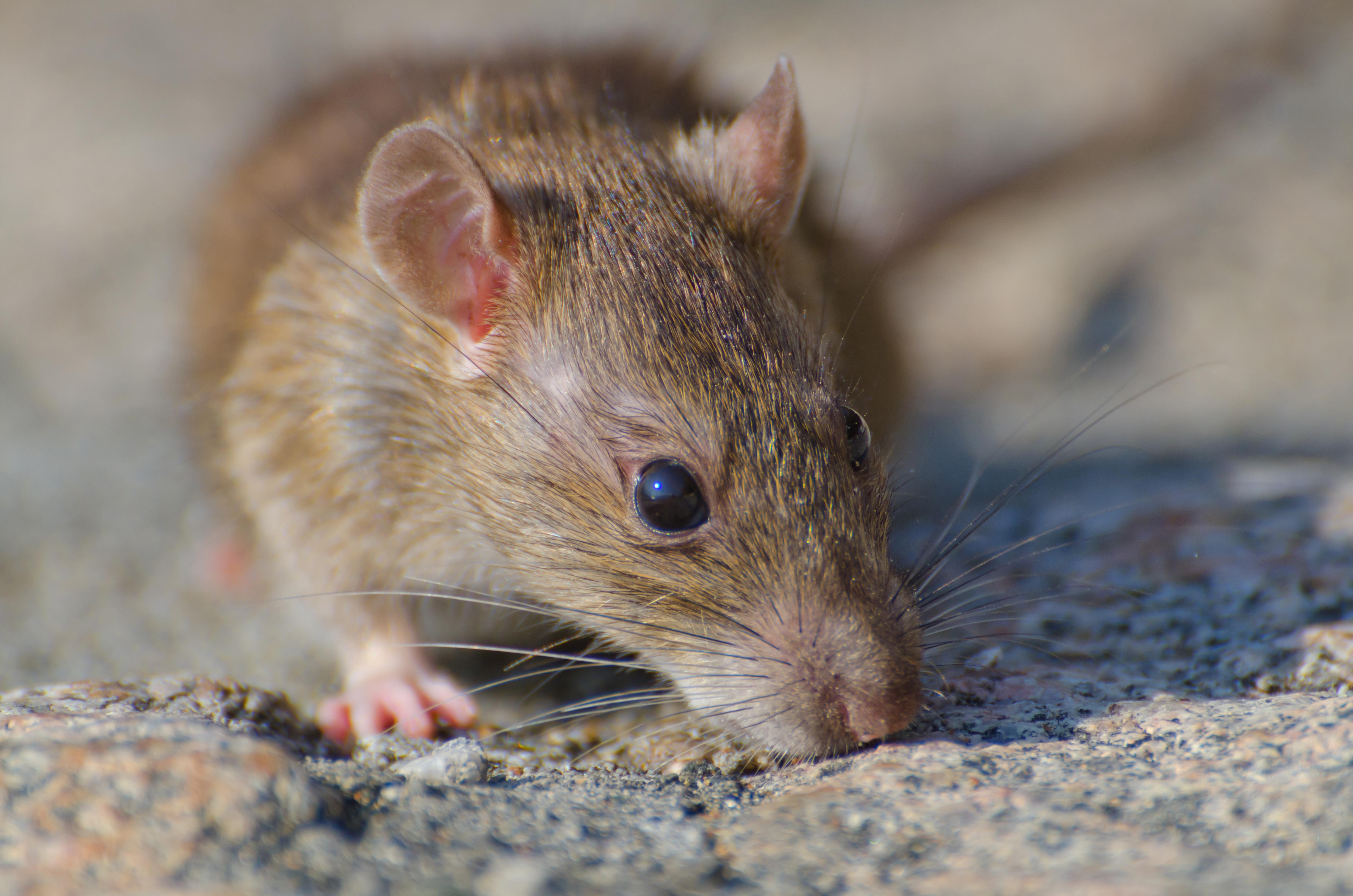 ¿Es muy grave? Conoce los riesgos del hantavirus en humanos
