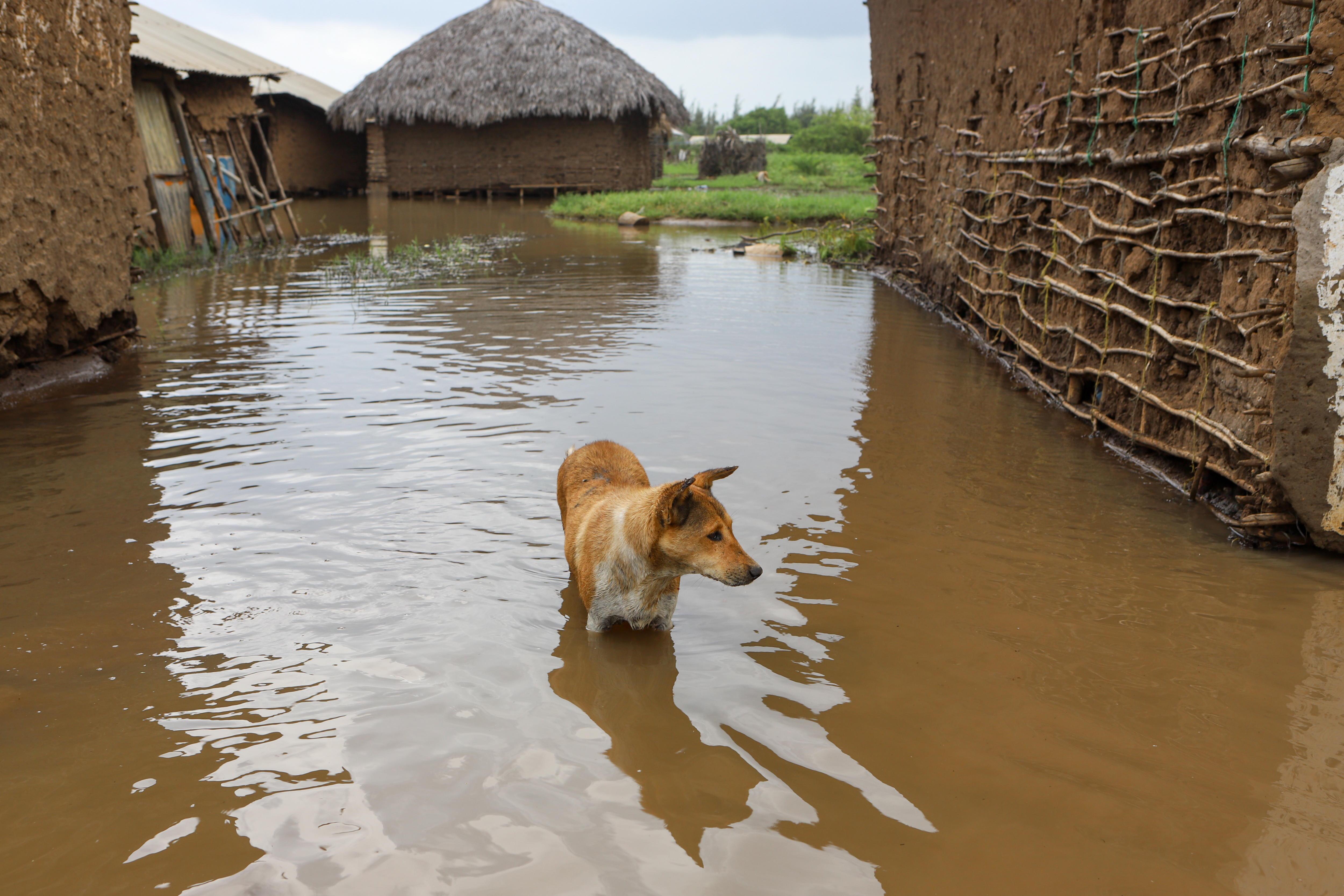 Se acerca El Niño, ¿qué efectos tendrá el fenómeno sobre un planeta ya en riesgo?