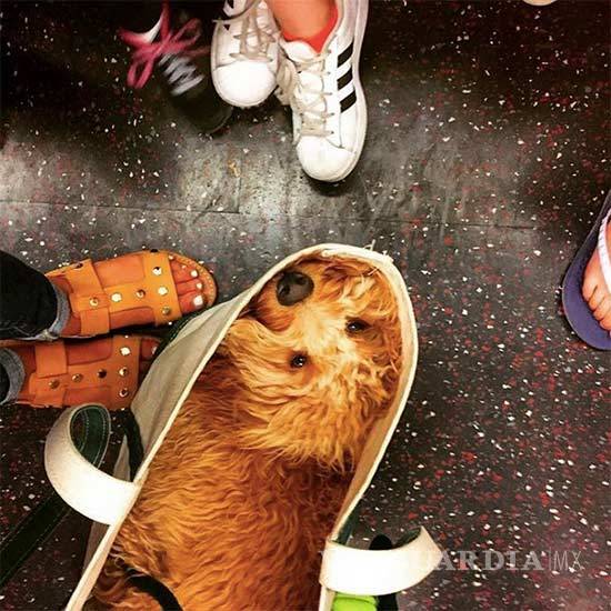 $!No importa raza o tamaño, los perros neoyorquinos viajan en metro