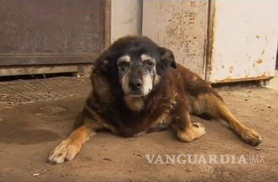 $!El perro más viejo del mundo muere a sus 30 años