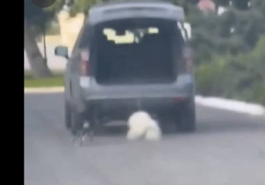 La Policía Ambiental y Dignidad Animal A.C. presentaron denuncias para investigar el presunto caso de maltrato.
