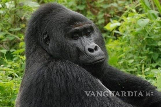 $!El gorila más famoso de Uganda es asesinado por cazadores