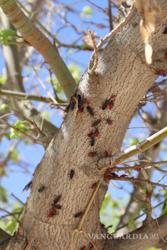 $!Se trata de la especie Boisea trivittata, mejor conocida como “chinche del arce”, misma que vive en árboles como el arce o el maple.
