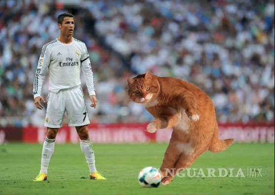 $!'Catinho'; el gato futbolista que inundó las redes sociales (fotos)