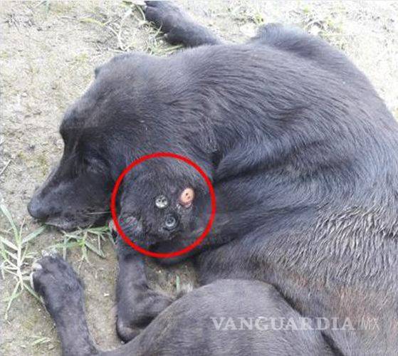 $!Maltrato animal: encuentran a perro con oreja podrida ¡tenía 3 botones cosidos!