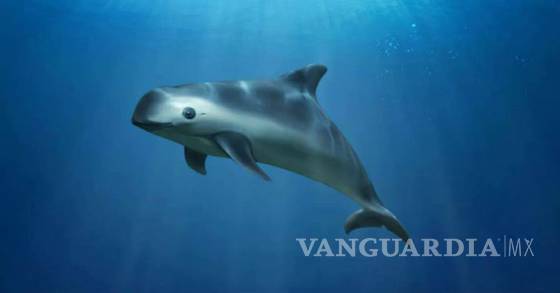 $!El rescate de una ballena expone el problema de la pesca ilegal en México