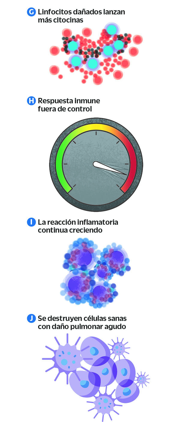 $!¿Cómo destruye al cuerpo el COVID-19? Sistema inmunológico al ataque