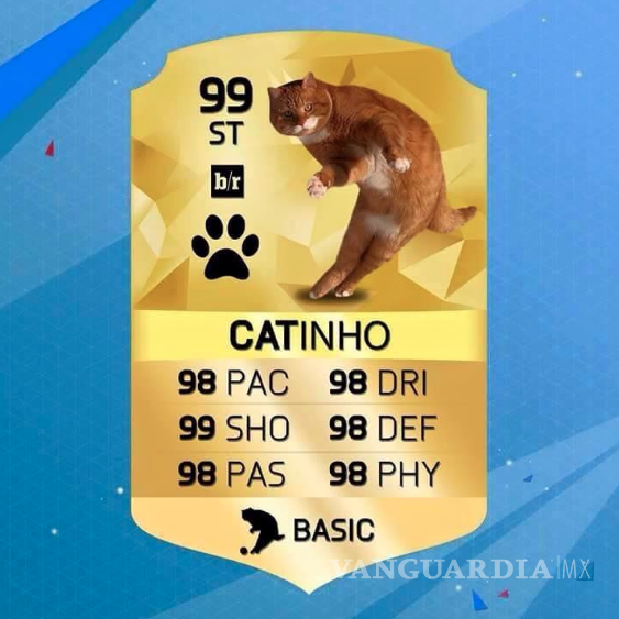 $!'Catinho'; el gato futbolista que inundó las redes sociales (fotos)